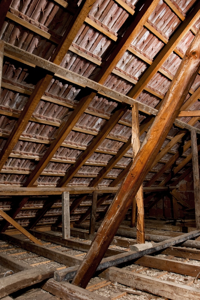 keeping pests out of your Annapolis roof and attic